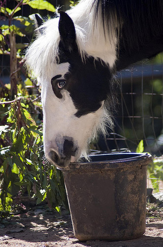 Feels like lunchtime to me Young horse playing with a bucket