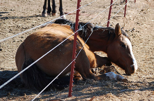 In hindsight, this was not such a good idea Horse laying down under a fence