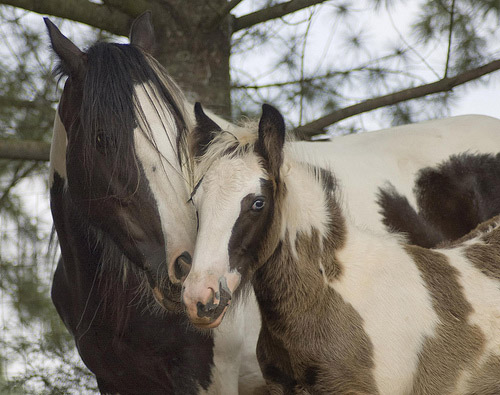 Tenderness Mare and foal