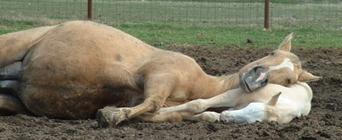 Mare sleeping with her foal as a pillow
