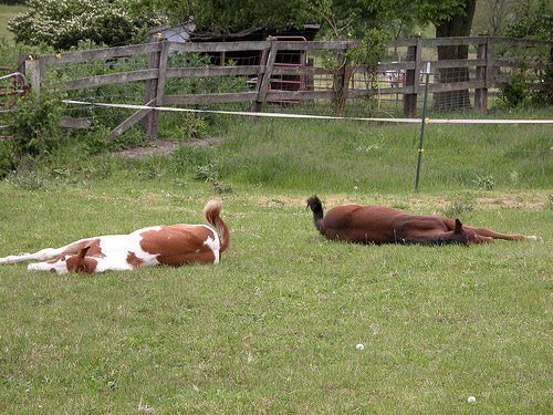You stay on your side, I'll stay on mine To foals sleeping in the grass