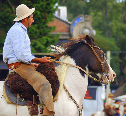 A man riding a blue eyed horse