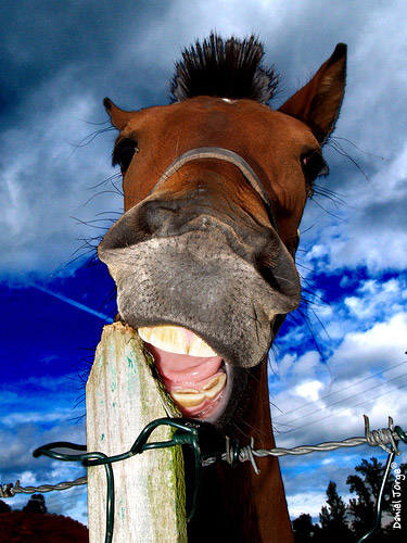 Let me out! Horse biting on a fence