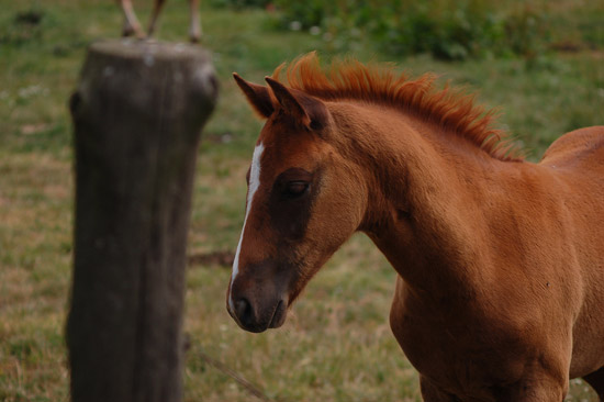 Horse in The Czech Republic