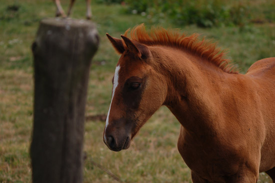 Horse in The Czech Republic Horse in The Czech Republic