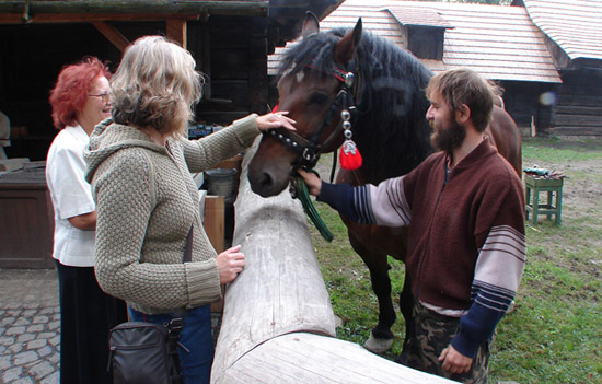 Horse in The Czech Republic Horse in The Czech Republic