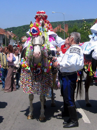 Horse in The Czech Republic Horse in The Czech Republic