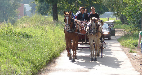 Horse in The Czech Republic Horse in The Czech Republic