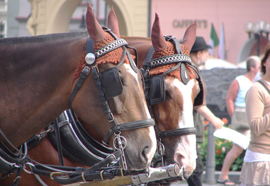 Horse in The Czech Republic Horse in The Czech Republic