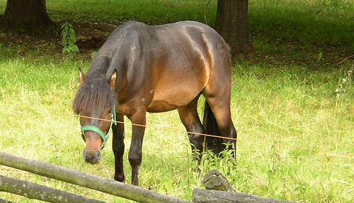 Czechoslovakian Small Riding Horse