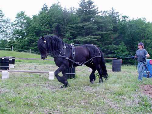 Dales Pony Dales Pony