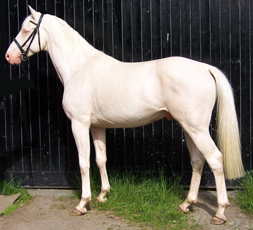 Danish Warmblood Horse