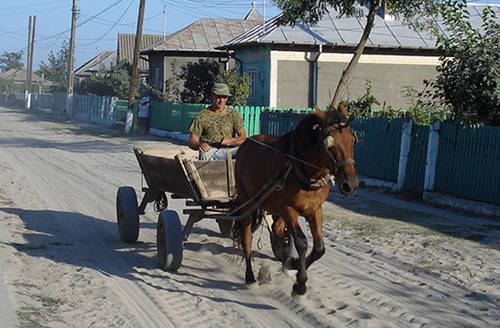 Danube Delta Horse