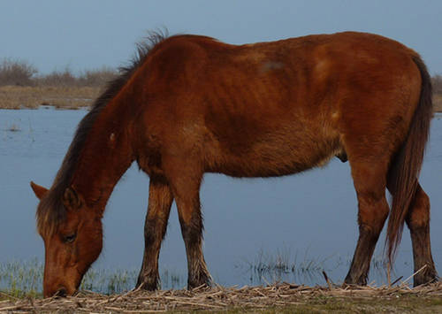 Danube Delta Horse