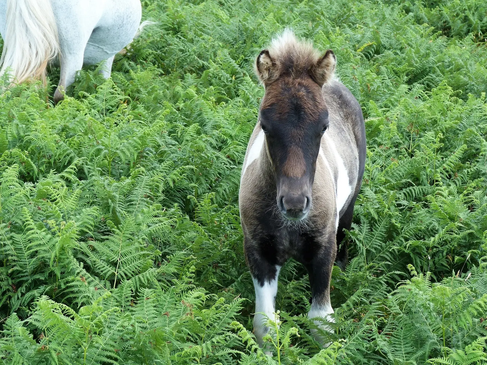 Dartmoor Pony