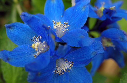 delphinium toxic to dogs