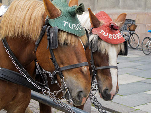 Horse in Denmark Horse in Denmark