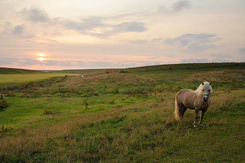 Horse in Denmark Horse in Denmark