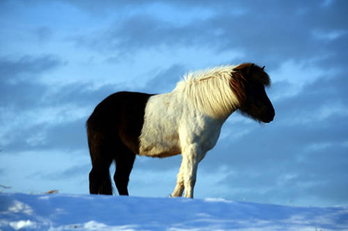Horse in Denmark