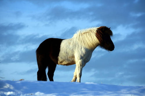 Horse in Denmark Horse in Denmark