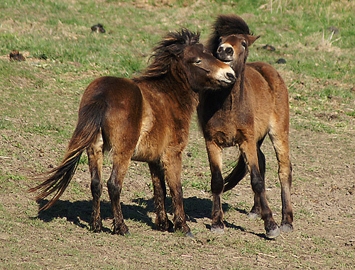 Horses in Denmark