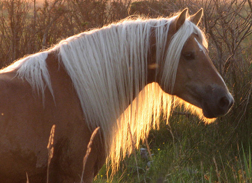 Horse in Denmark at sunset