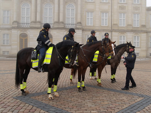 Police Horses in Denmark