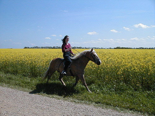 Horse and rider in Denmark