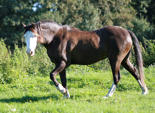 Horse in Denmark