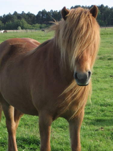 Horse in Denmark