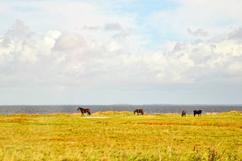Horse in Denmark Horse in Denmark
