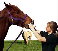 Woman deworming a horse