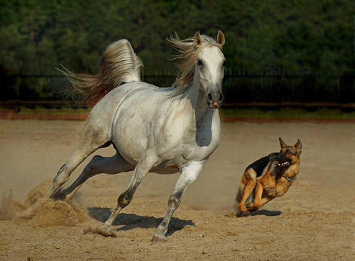 Out for a romp Horse and dog running together