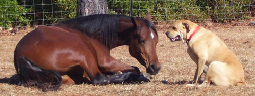 Keeping watch A horse laying down with dog watching over