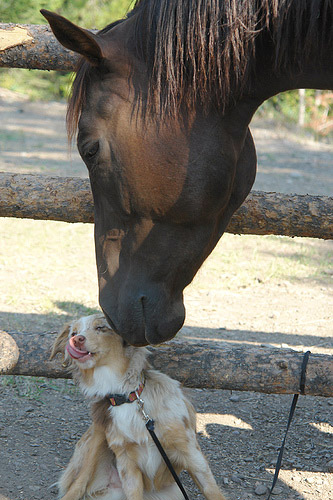 Little nuzzle Horse nuzzling a dog