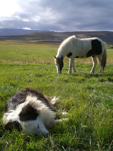 Afternoon nap A dog napping while a horse grazes nearby