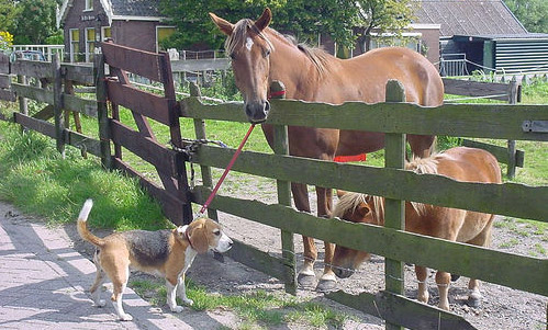 Who let the dog out? Horse holding onto dog's leash