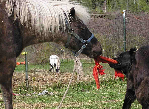 Tug-O-War Horse and dog playing tug-o-war