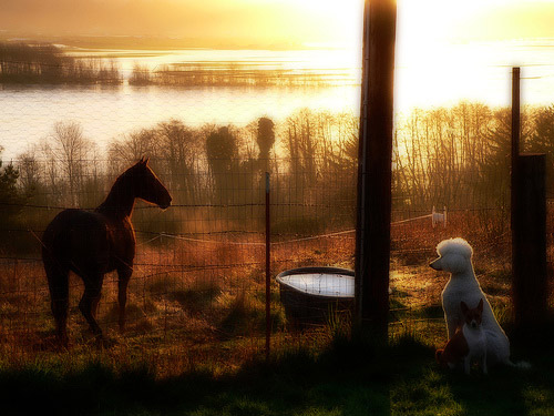Having a moment Horse and dog staring at each other