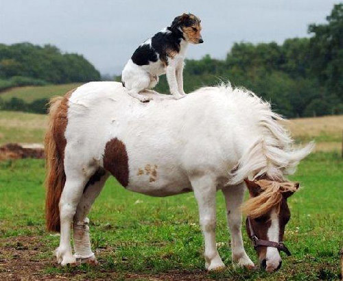 I can see so far from up here Dog sitting on a horses back