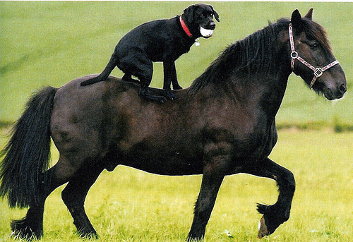 Can't think of a better way to fetch the ball Dog sitting on a horses back
