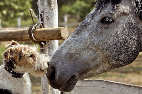 True Love Horse and Dog touching noses