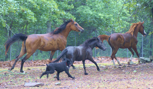 Playing with the big boys A dog running with 3 horses