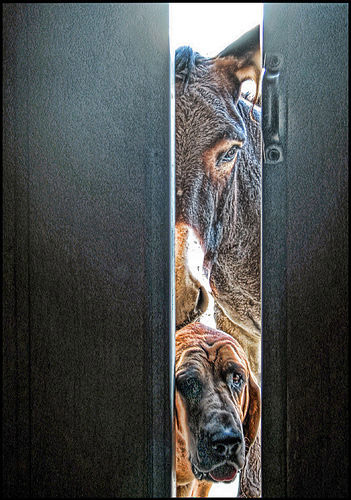 Anyone Home? Horse and dog peeking through a door
