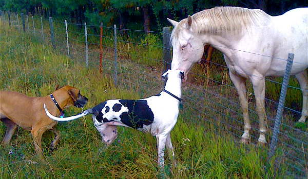 Dog & Horse
