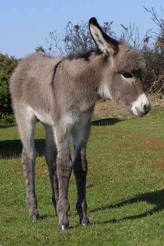 12 Reasons to Love Donkeys | The Equinest