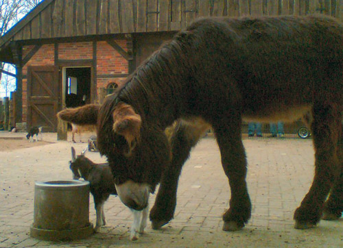 Donkey & Goat