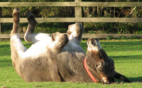 Donkey rolling in the grass