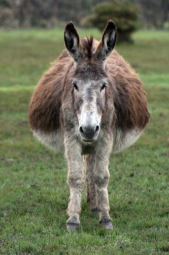 donkey-5.jpg