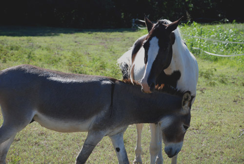 Horse & Donkey Nuzzling